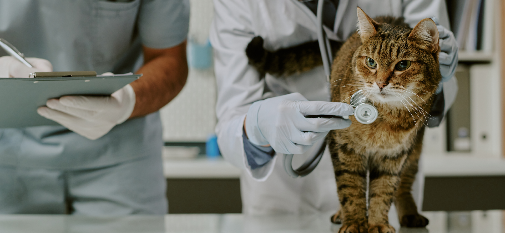 cuál es la cardiopatía más común en gatos